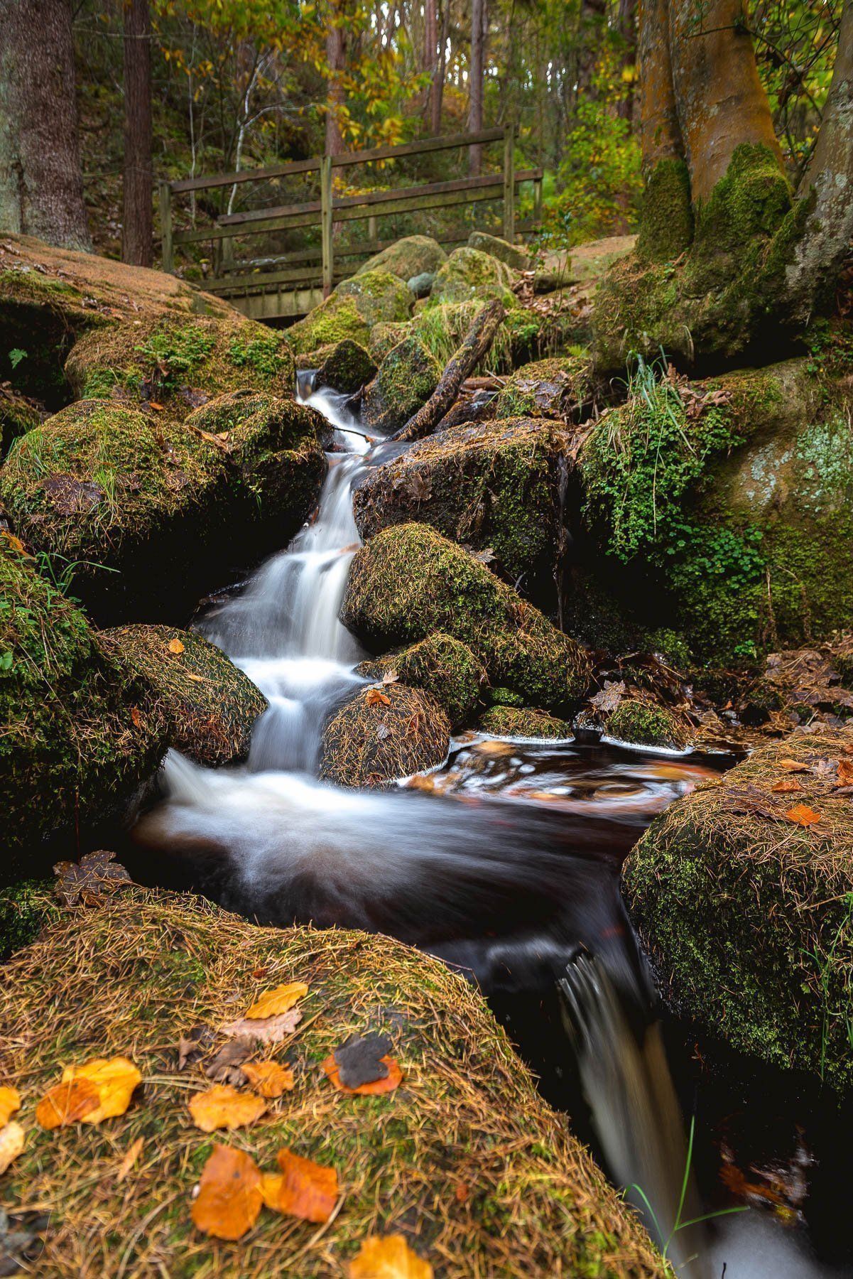 wyming-brook-nature-reserve.jpg